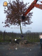 Bomen verplanten Omgeving Breda
